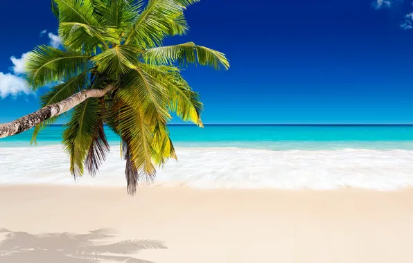 Picture sand, sea, beach, tropics, palm trees, shore, summer, sunshine