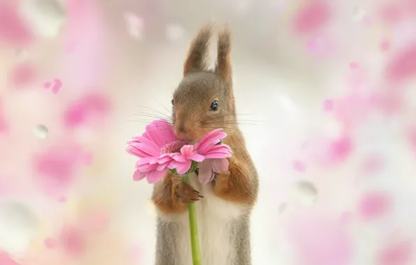 Picture flowers, protein, gerbera