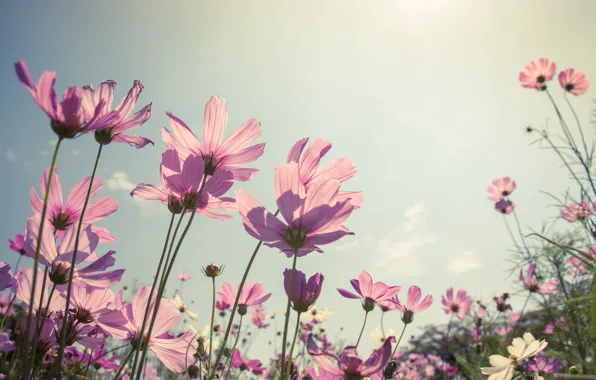 Wallpaper field, summer, the sun, flowers, summer, pink, field, pink ...