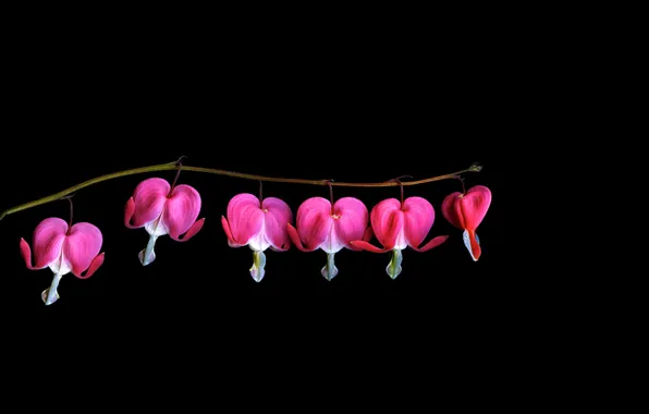 Picture light, flowers, sprig, background, shadow, petals, stem