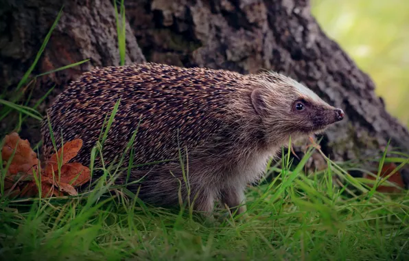 Grass, look, leaves, tree, glade, hedgehog, hedgehog, hedgehog