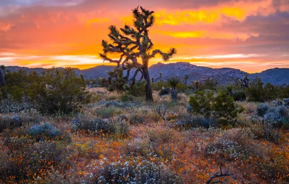 The sky, sunset, flowers, tree, CA, USA, the bushes, Joshua Tree National Park