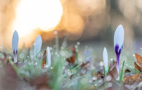 Picture drops, light, flowers, Rosa, lights, glade, spring, crocuses