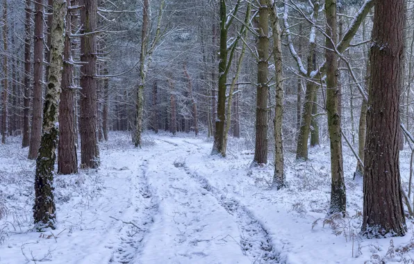 Winter, road, forest, snow