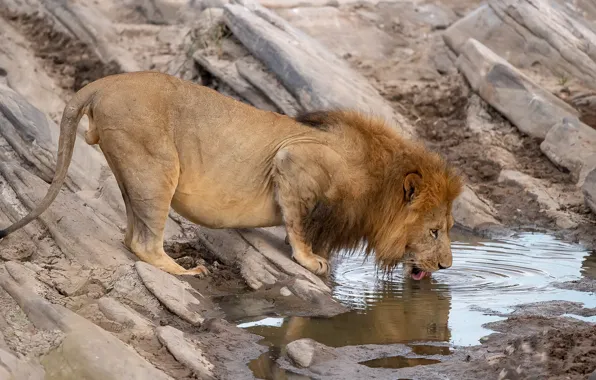 Leo, king, drink