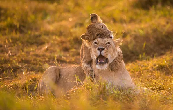 Lions, lioness, lion