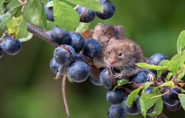 Leaves, blue, berries, background, two, grapes, a couple, mouse