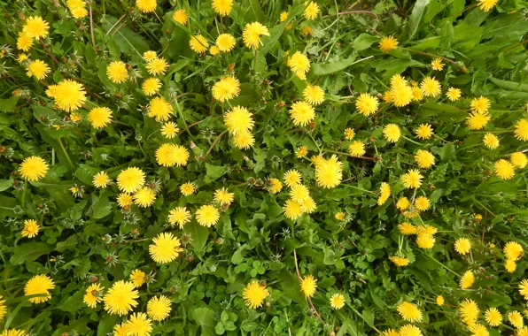 Greens, grass, flowers, dandelions, yellow flowers