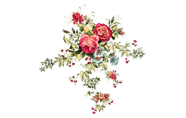 Flowers, figure, roses, white background