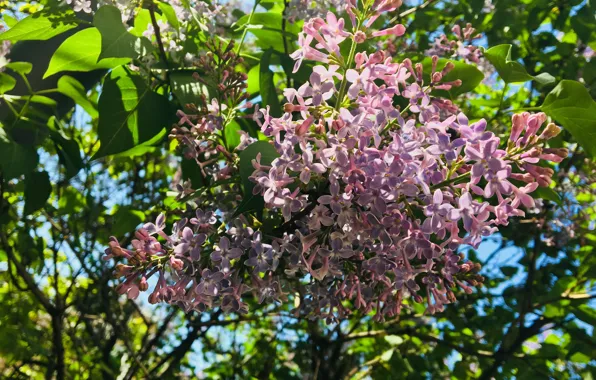 Flowers, Nature, Tree, Flower, Plant, Lilac, Wisteria