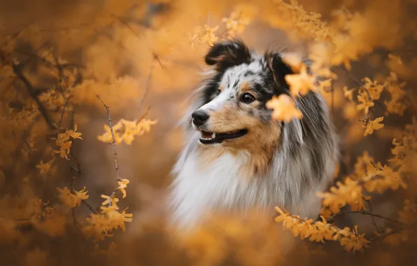 Look, face, flowers, nature, pose, portrait, dog, flowering