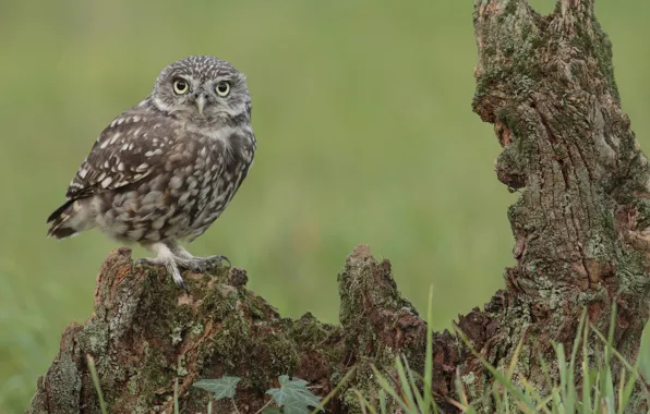 Feathers, Claws, Motley, Owlet, Deadwood