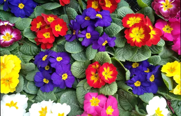 Colors, flowers, flowers