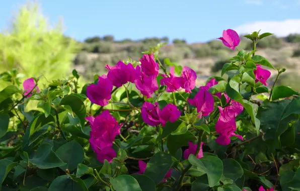 The sky, leaves, flowers, branches, Bush, pink, flowering, bougainvillea