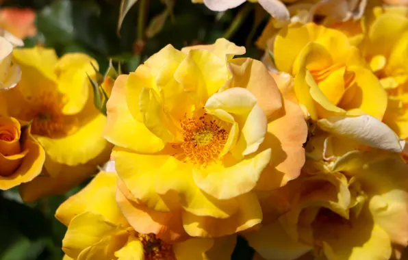 Summer, flowers, flowering, yellow roses