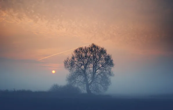 Picture field, the sun, sunset, fog, tree, the evening