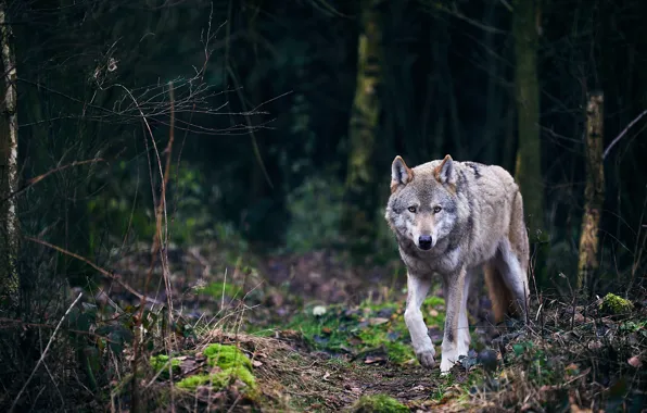 Forest, look, trees, branches, the dark background, grey, trunks, wolf