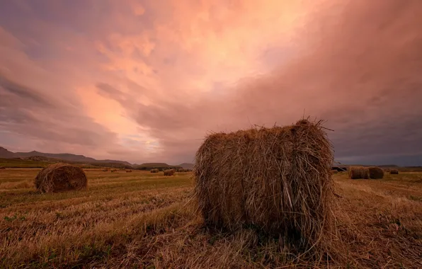 Field, landscape, sunset, hay