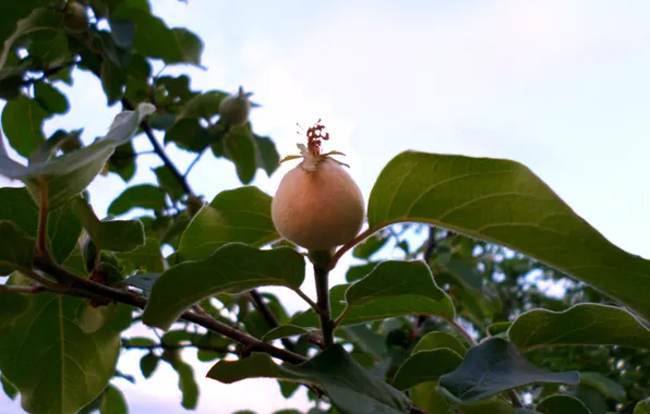Leaves, the fruit, quince, maturation