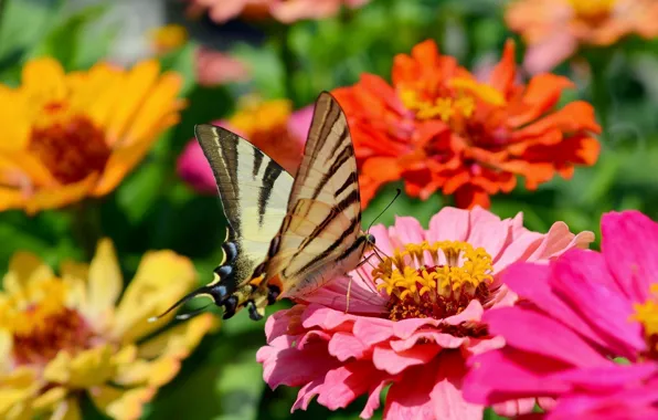 Picture Macro, Flowers, Butterfly, Flowers, Macro, Butterfly