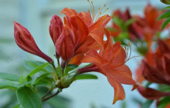 Leaves, flowers, red, buds, Azalea