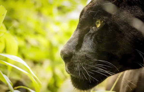 Face, predator, Panther, profile, wild cat, black Jaguar