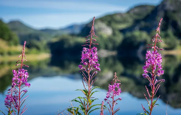 The sky, flowers, mountains, lake, reflection, stems, mirror, buds