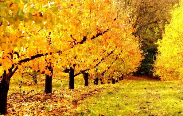 Picture autumn, nature, garden, gold