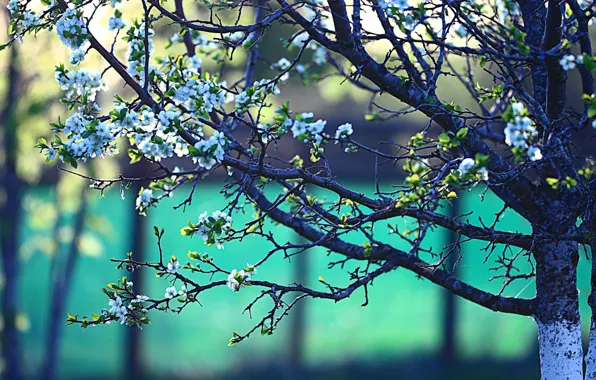 Picture branches, tree, spring, flowering, flowers, bokeh