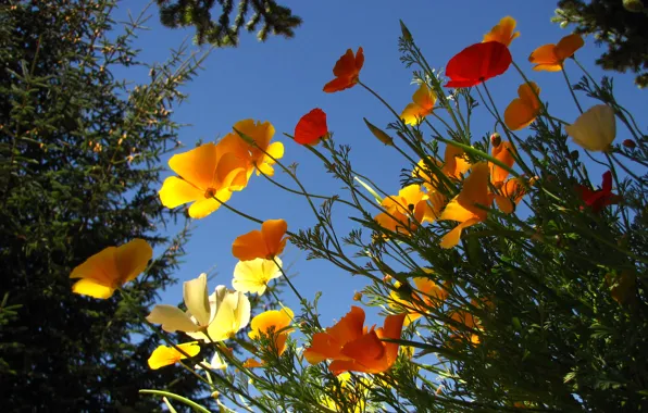 Picture the sky, grass, trees, flowers, petals