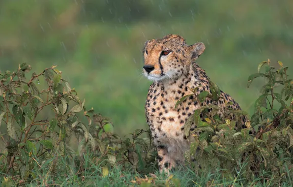 Look, face, leaves, wet, rain, Cheetah, wild cat