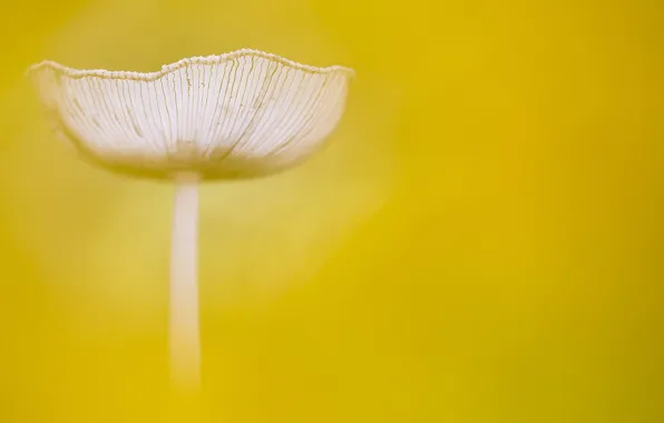 Picture macro, background, mushroom