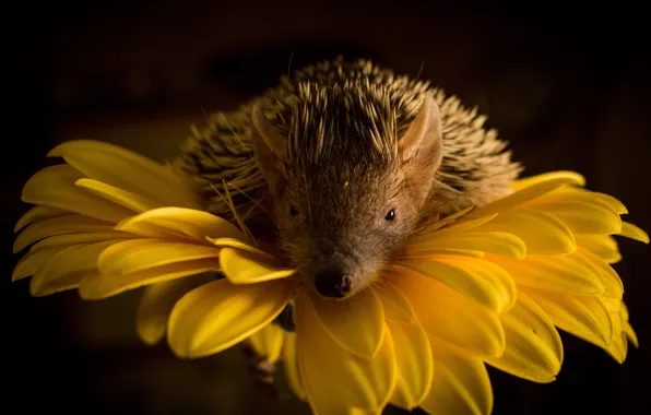 Flower, yellow, petals, hedgehog, black background, face, hedgehog, hedgehog