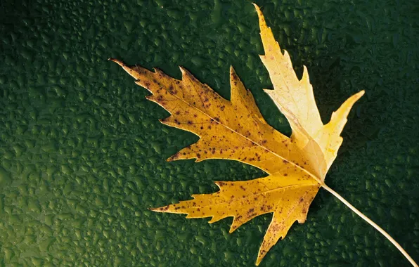 Autumn, sheet, maple, water drops