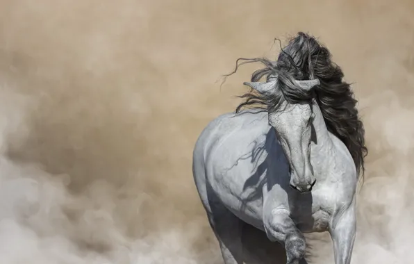 White, face, pose, fog, horse, horse, couples, haze