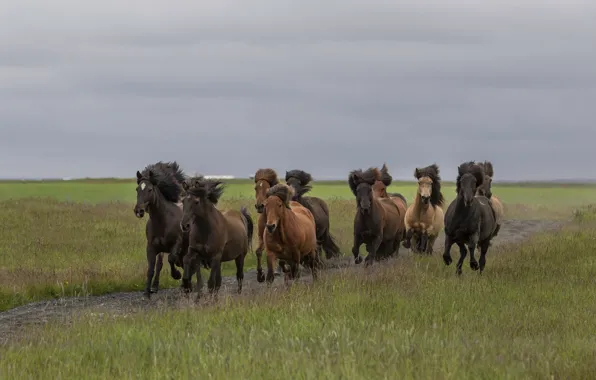 Road, field, the sky, grass, horses, horse, running, a lot