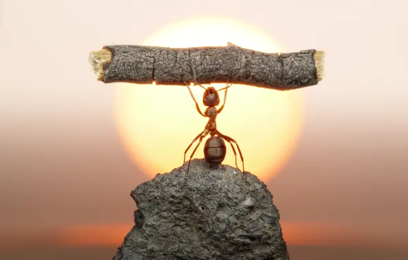 The sun, macro, sunset, stone, ant, insect, log, strongman