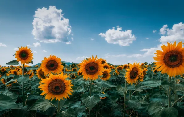 Field, the sky, clouds, sunflowers