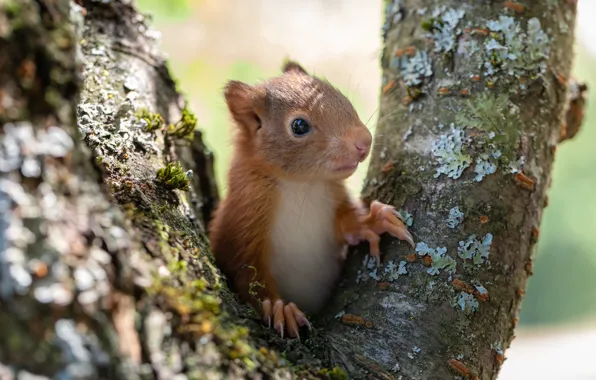 Picture nature, tree, animal, cub, animal, rodent, squirrel