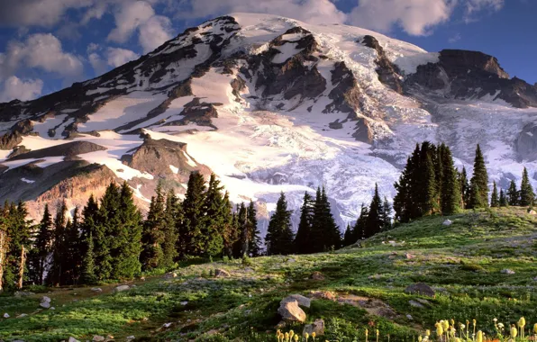 Landscape, nature, mountain, Washington, Mount Rainier, лес Wildflowers