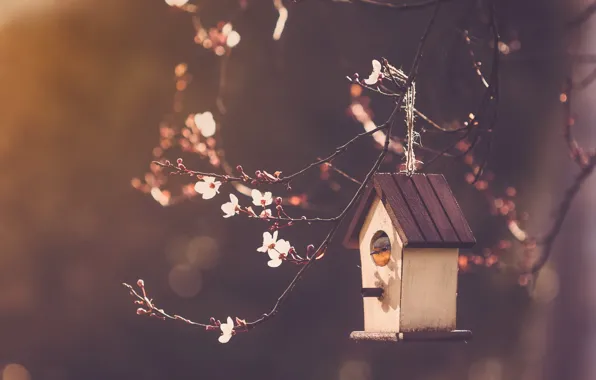 Nature, bird, house