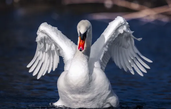 White, light, bird, wings, Swan, pond, blue background