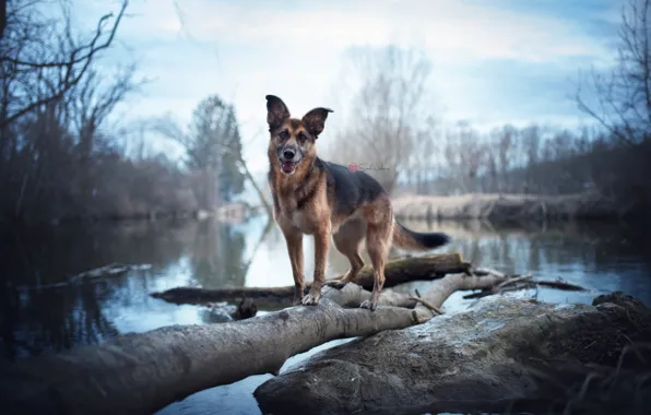 Nature, lake, dog