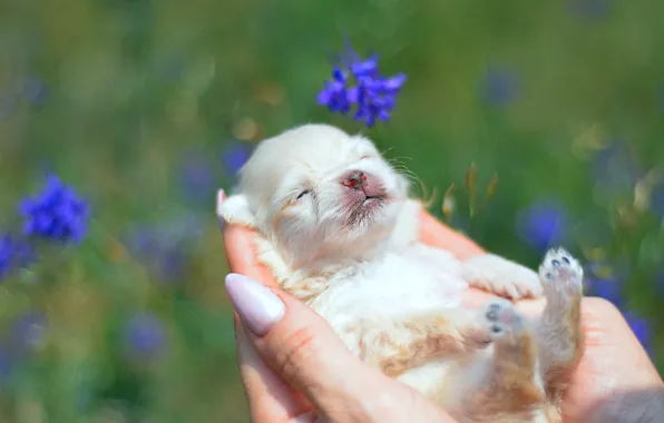 White, summer, flowers, glade, sleep, dog, hands, baby