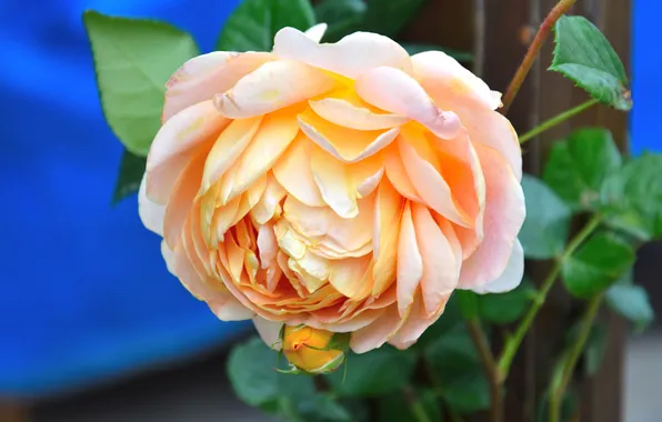 Flower, leaves, macro, rose, orange, blue background, yellow, lush
