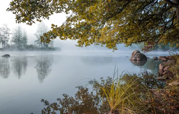 Picture autumn, forest, fog, lake, pond, stones, dawn, morning