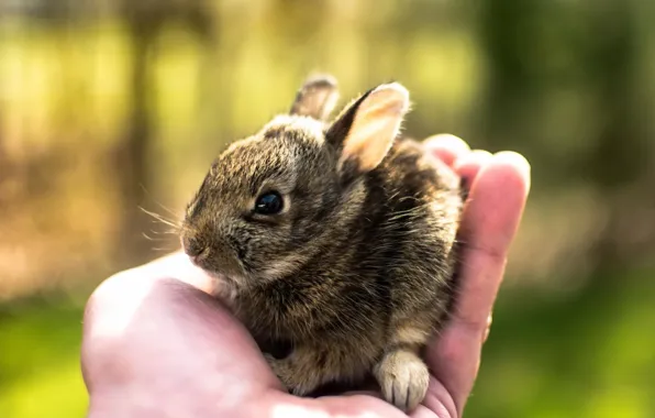 Picture nature, hare, hand