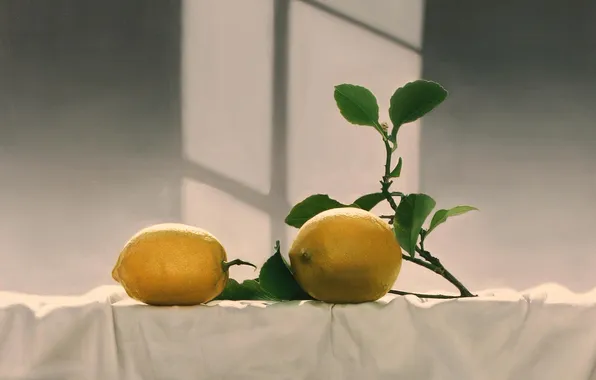 Picture light, table, shadow, picture, window, art, fruit, lemons