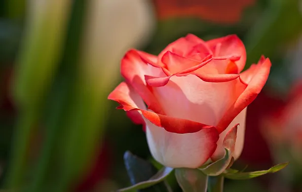 Macro, roses, buds