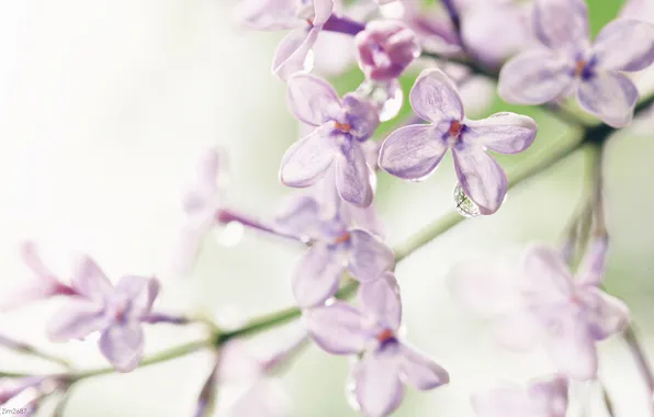 Drops, flowers, purity, petals, branch, lilac, crystal